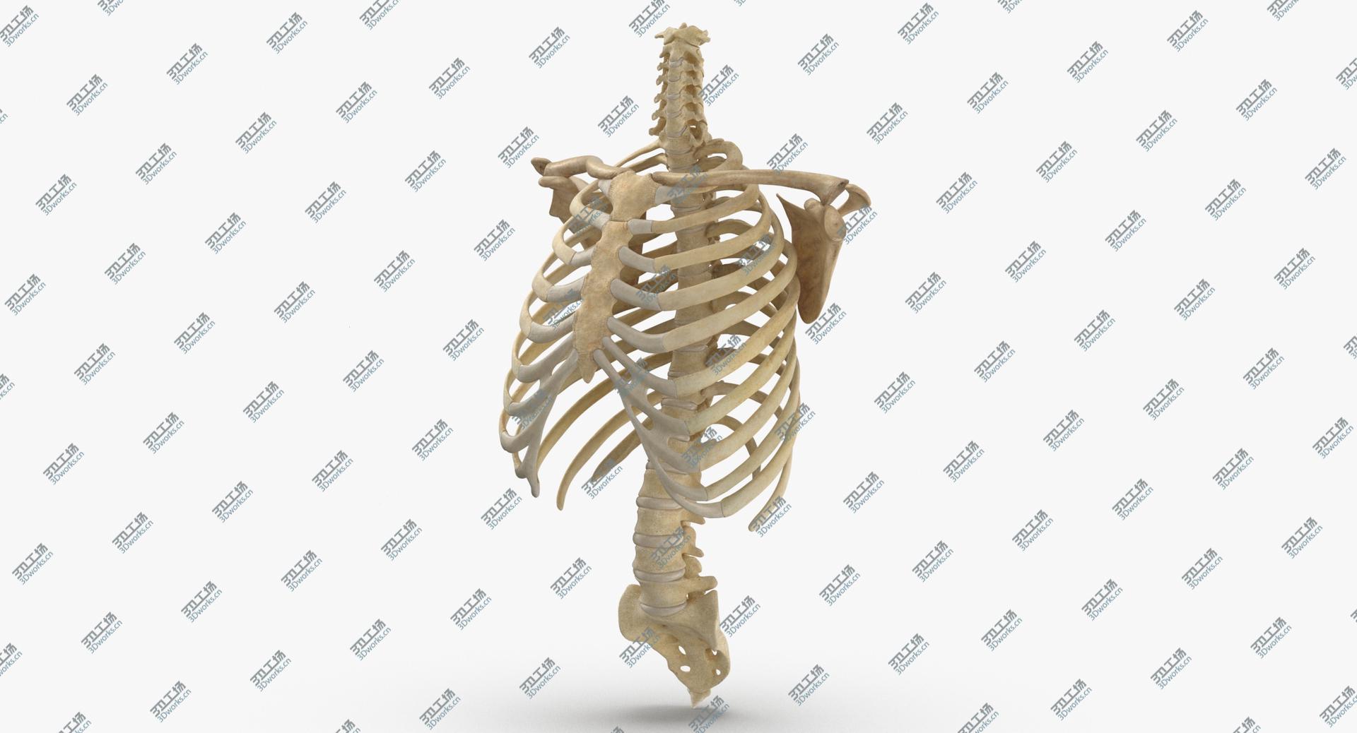 images/goods_img/202104091/Real Human Rib Cage Spine Calvicle and Scapula Bones Anatomy With Disks 011 3D model/1.jpg